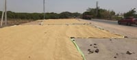 Telangana - National highway turns paddy drying platform in Karimnagar